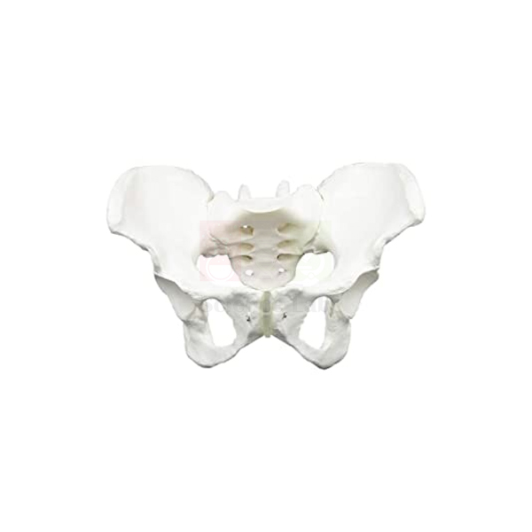 Female Skeletal Pelvis